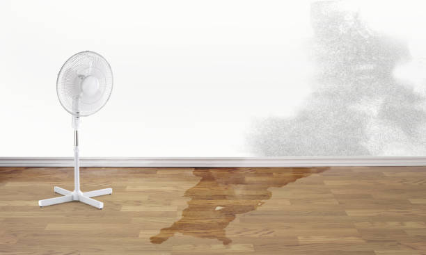 Best Carpet water damage restoration  in Miller, SD