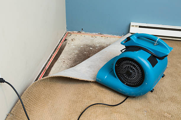 Best Mold removal after water damage  in Miller, SD
